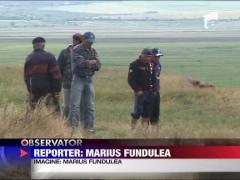 Sot si sotie, inghititi de ape