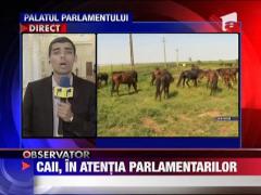 Soarta cailor salbatici din Delta, in atentia parlamantarilor