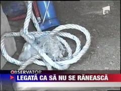 Legata de copac ca sa nu-si faca rau