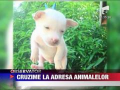 Cruzime la adresa animalelor