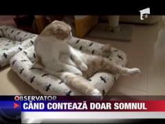 Cea mai lenesa pisica din lume