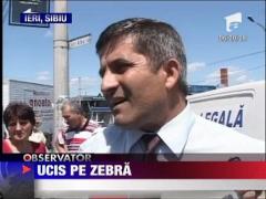 Ucis pe zebra