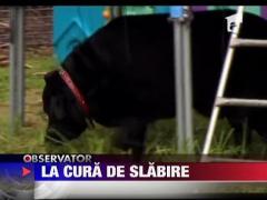Caine la cura de slabire