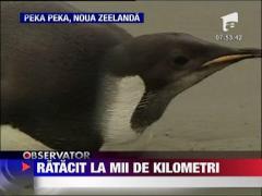 Ratacit la mii de kilometri