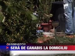 Plantatii de cannabis acasa!