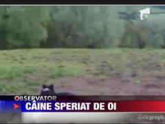 Caine speriat de oi