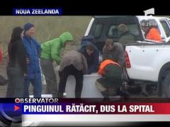 Pinguinul ratacit a lesinat pe plaja