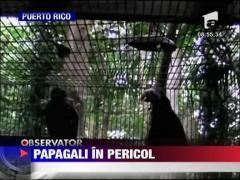 Papagalii din Puerto Rico, in pericol