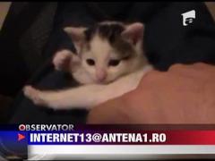 Bucurie de pisica