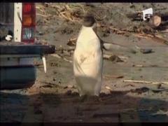 Pinguinul imperial ratacit, la a treia operatie