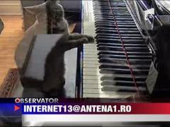 Pisica pianista