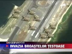 Intarzieri de zbor din cauza broastelor testoase