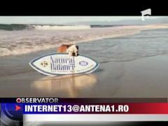 Cainele surfer
