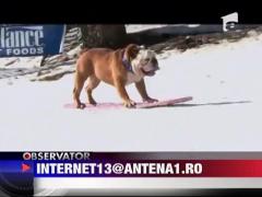 Sport extrem cu animale