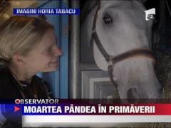 Povestea ascunsa din spatele tragediei din Primaverii