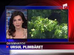 Ursul plimbaret din New Jersey