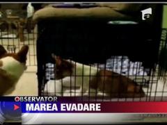 Marea evadare