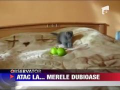 Pisica si merele diabolice