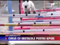 Cursa cu obstacole pentru iepuri