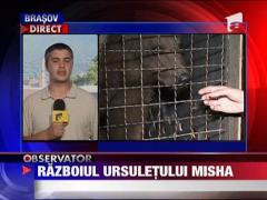 Razboiul ursuletului Misha