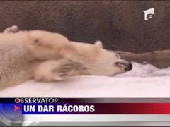 Cadou special pentru ursii polari din SUA