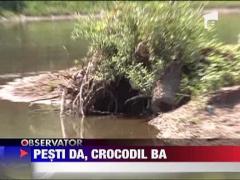 Maramures: Autoritatile cauta un crocodil pe raul Lapus