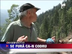 Defrisari masive la limita Parcului National Retezat