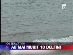 Au mai murit 10 delfini