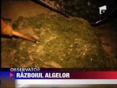 Razboiul algelor