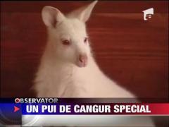 Un cangur special
