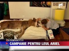 Campanie pentru leul Ariel