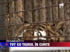 Tigrul Alex va ajunge la Tg Mures