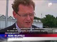 Nordicii se ofera sa stranga algele, oficialii romani se mai gandesc