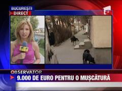 Despagubiri de 9.000 de euro pentru ca a fost muscata de un maidanez