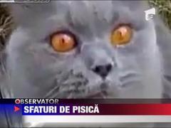 Sfaturi de pisica...