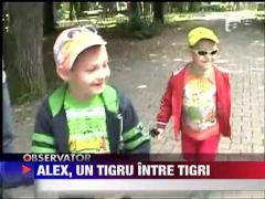 Tigrul Alex nu e fericit in noua lui casa