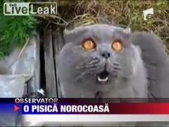 Pisica spalata la masina