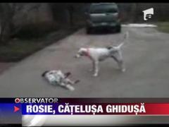 Vezi cum se preface un catel ca a murit