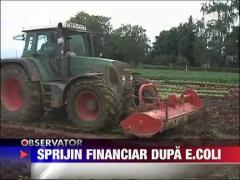 Despagubiri pentru producatorii de castraveti