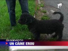 Caine salvator in Arad