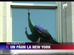 Un paun se plimba pe strazile din New York