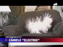 Cainele electric