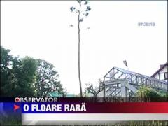 Agave Americana a inflorit la Cluj dupa 30 de ani