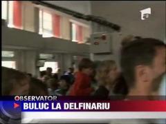 Buluc la delfinariu
