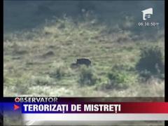 Culturi asaltate de mistreti