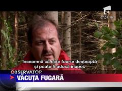 Vaca evadata de la o ferma in Germania