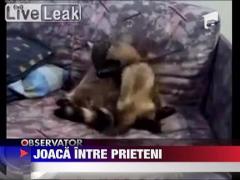 Prietenie intre specii