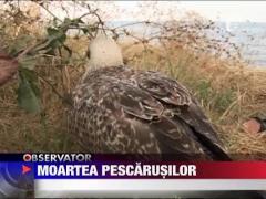 Pescarusii mor pe capete pe litoral