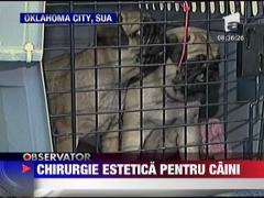Chirurgie estetica pentru caini