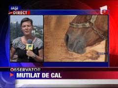 Tanar muscat de propriul cal chiar in zona genitala